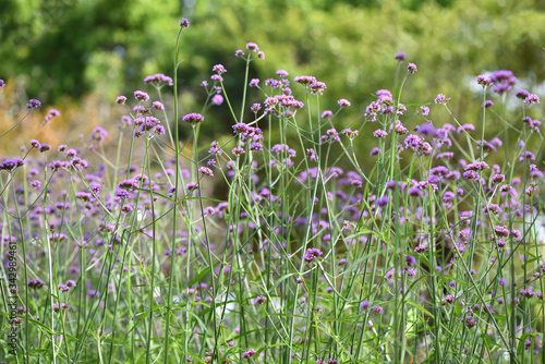 Verbena in a field