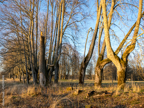 Billede på lærred landscape with a beautiful wooden alley, the alley path has grown into the hall