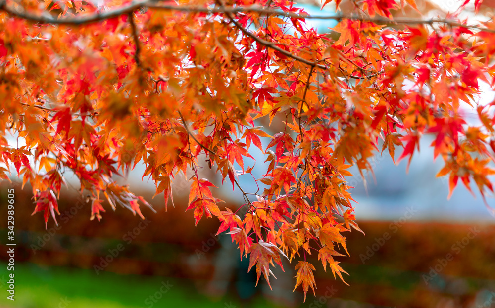 Beautiful Maple leaf in Autumn Season.
