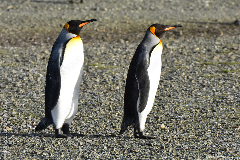 Obraz premium King penguin at Salisbury Plain, South Georgia Island