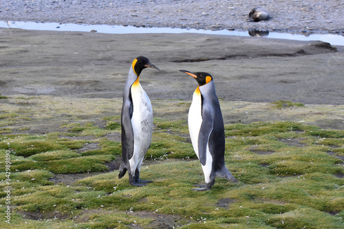 King penguin at Salisbury Plain  South Georgia Island