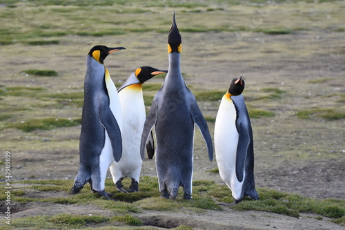 King penguin at Salisbury Plain  South Georgia Island