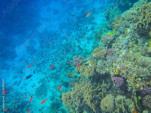 Fototapeta Naklejka Na Ścianę i Meble -  Coral reef with fish