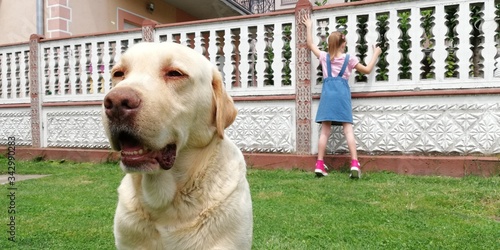 Golden Labrador Retriever is in charge for little girl