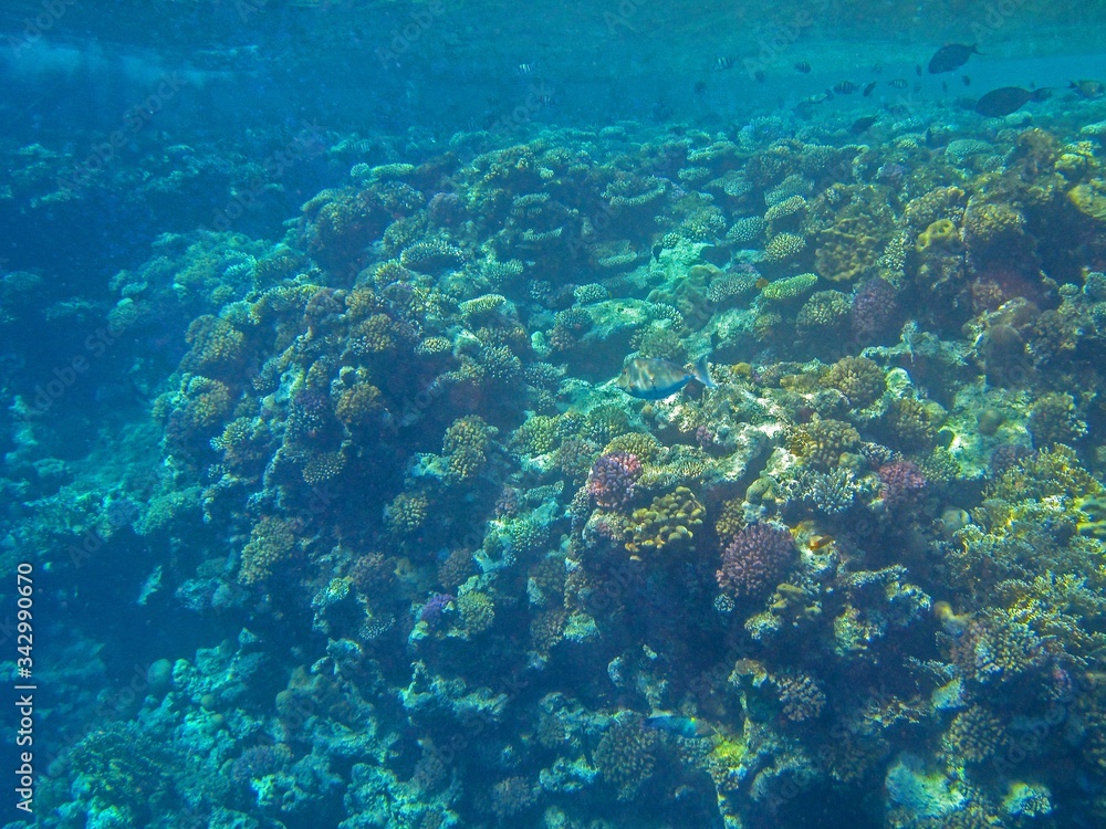 Coral reef in the Red Sea