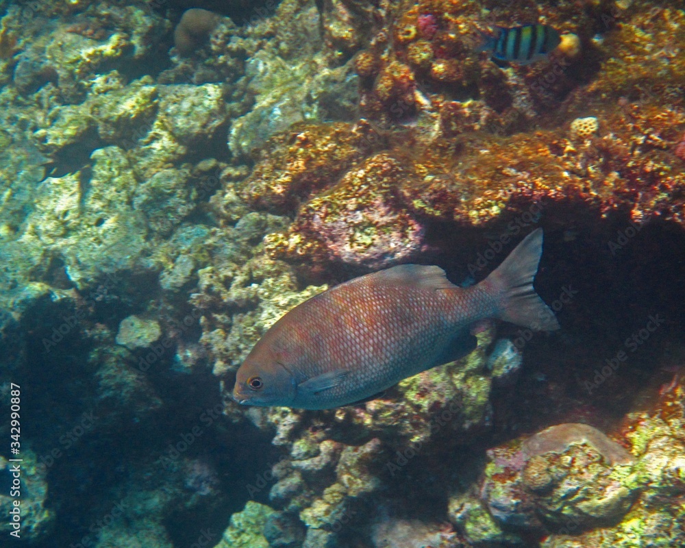 Coral reef with fish Coral reef with fish