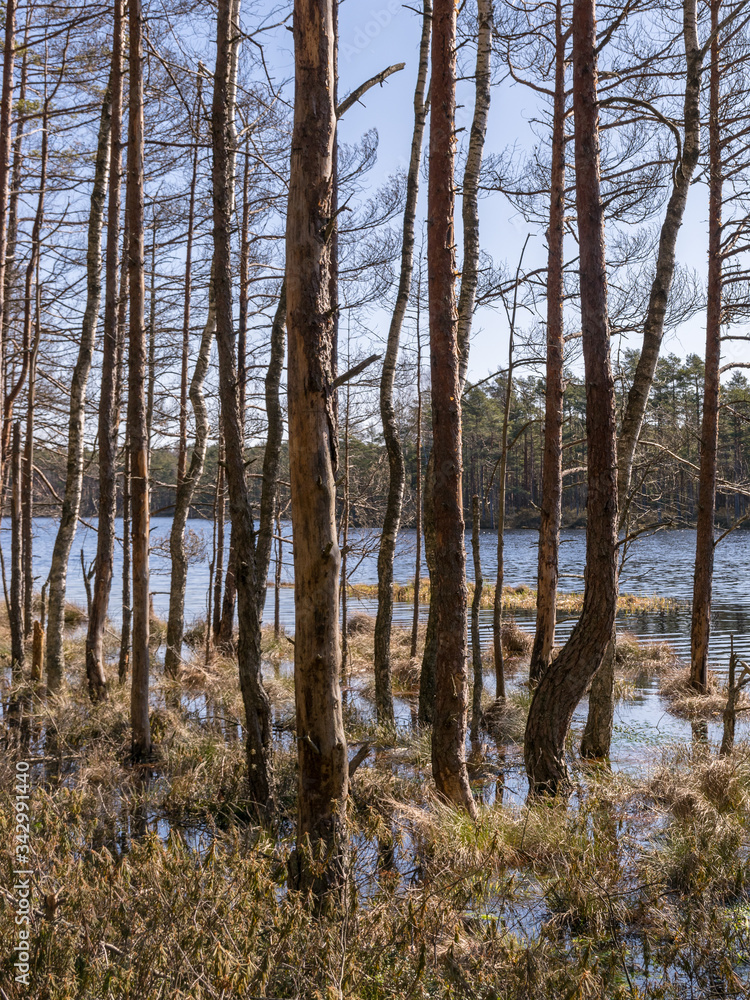 bog landscape with tree trunks in water bog landscape with tree trunks in water