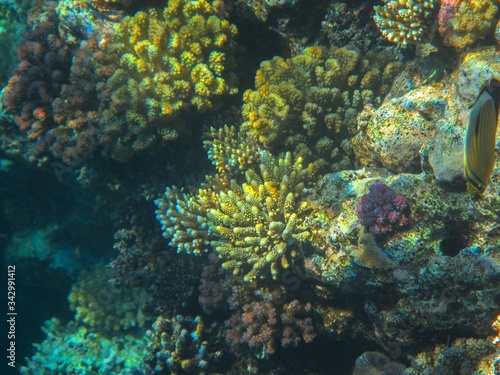 Coral reef with fish