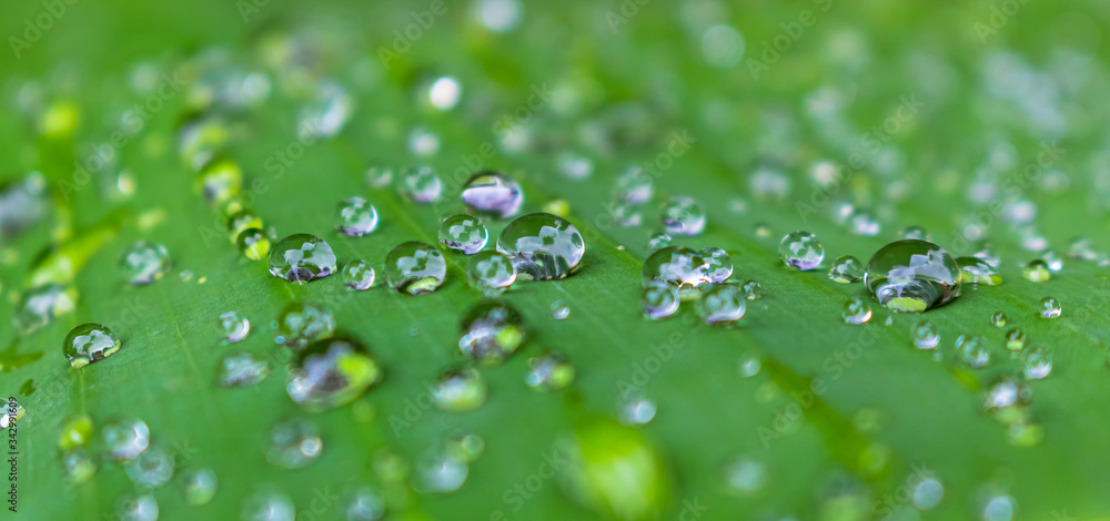 jewel of water drop,dew on green banana leaf