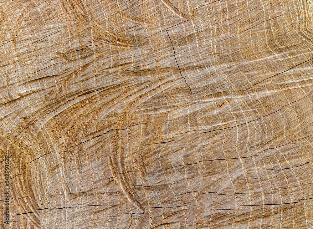Fototapeta premium nature texture wood background wallpaper
