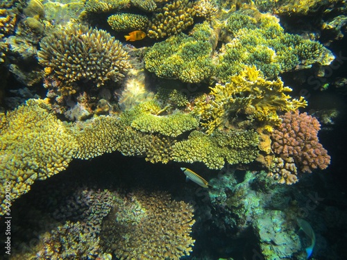 Coral reef with fish