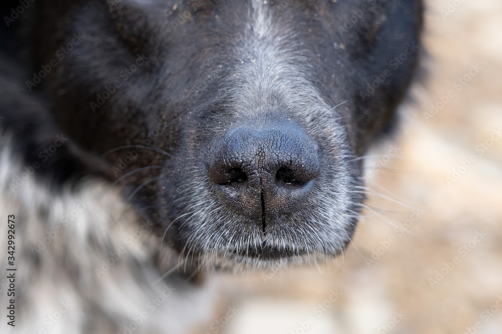 Black nose of a dog close-up outdoors Black nose of a dog close-up outdoors