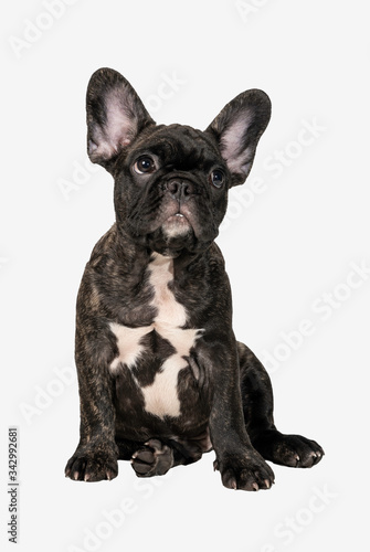 Close up of Brindle French bulldog puppy standing isolated on white background. © RoBird