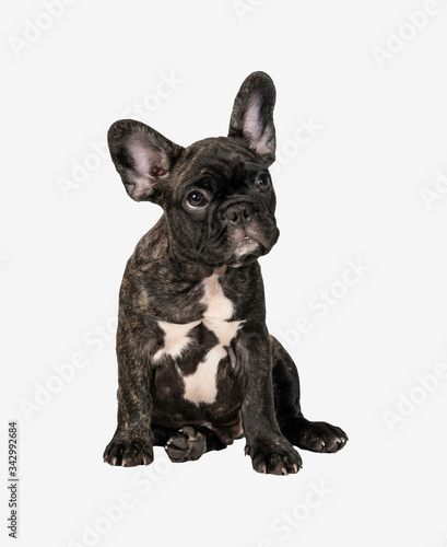 Close up of Brindle French bulldog puppy standing isolated on white background.