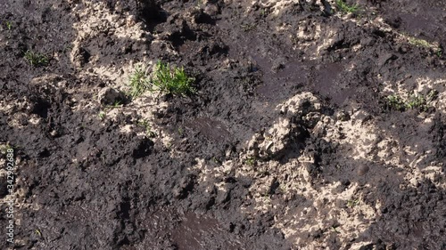 Over fertilization with liquid manure on a field photo