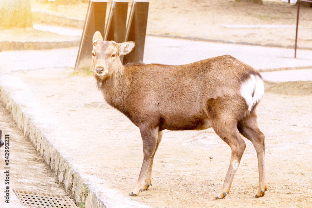 Obraz premium Hart young deer in Nara park area without antler looking something with sun flare background.