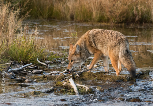 Leinwand Poster coyote drinking in creek