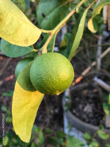 orange fruit on tree
