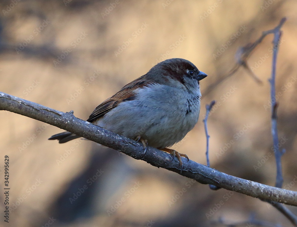 Fototapeta premium A Sparrow sitting on a tree branch