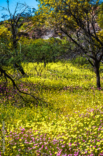 Everlasting Wildflowers in Western Australia at Coalseam Conservation Park. Yellow and Pink everlastings with Wattle bushes in background.