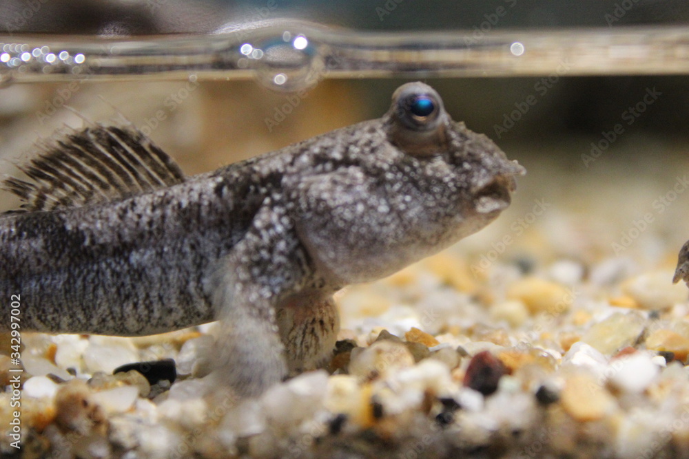 かわいいハゼの横顔 驚いているような悩んでいるような顔 Fotografiya Stock Adobe Stock