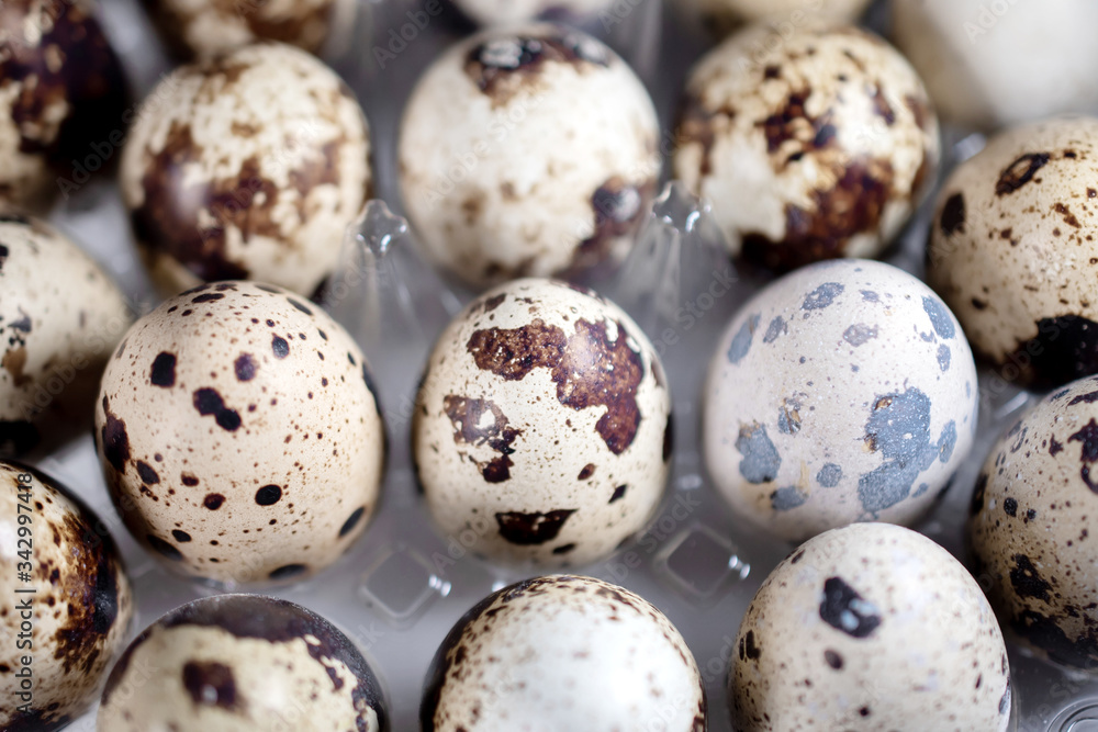 Obraz premium macro photo of small quail eggs in a tray