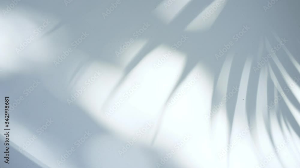 shadow of palm leave sway in the wind. on white background shadow of palm leave sway in the wind. on white background