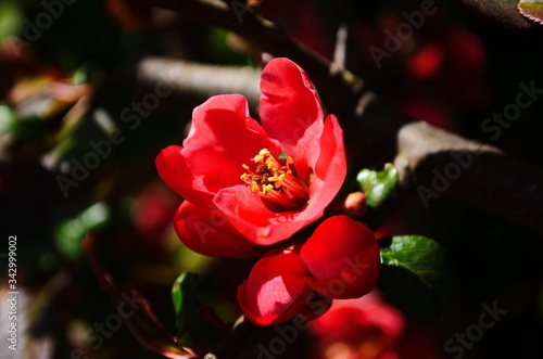 Red flowers of henomeles; spring background