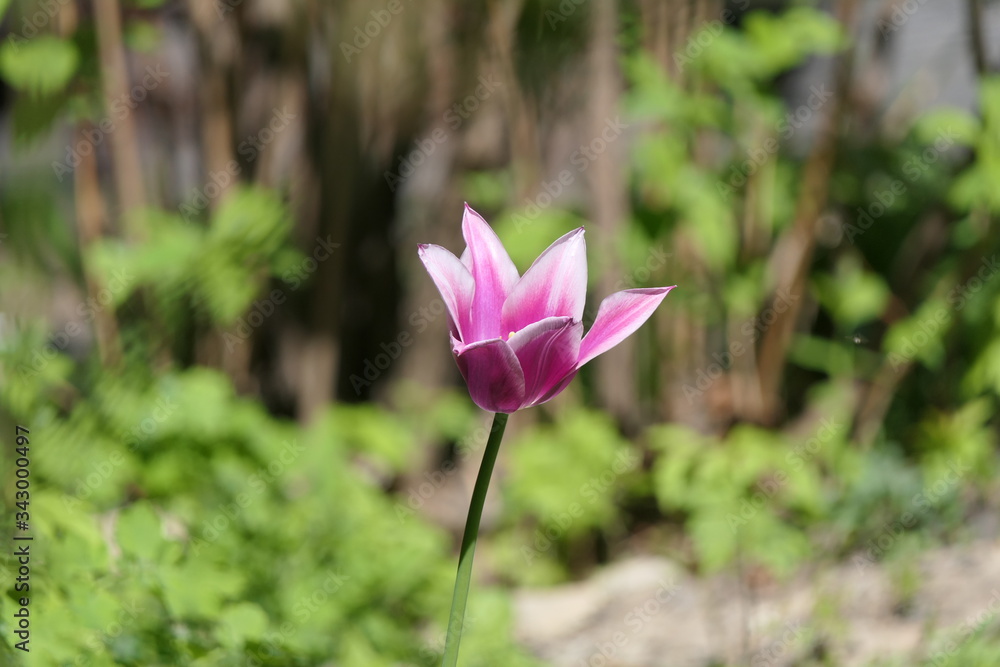 A pink-colored Tulip flower on a low, thin stalk, with 6 lovely petals - against a background of dense park vegetation. A pink-colored Tulip flower on a low, thin stalk, with 6 lovely petals - against a background of dense park vegetation.