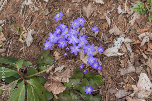 Close up of a liverleaf flower bunch in springtime.