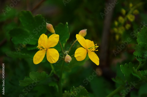 Spider on Chelidonium majus (greater celandine, tetterwort)