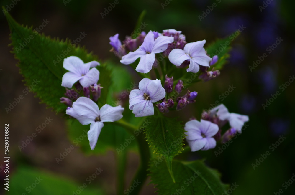 Blooming Dame's Rocket ( Hesperis matronalis ) close-up with violet blossoms in the garden Blooming Dame's Rocket ( Hesperis matronalis ) close-up with violet blossoms in the garden