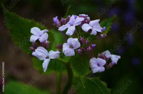 Blooming Dame's Rocket ( Hesperis matronalis ) close-up with violet blossoms in the garden photo