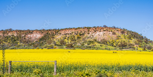 Panorama of canola growing on farmland behind wire fence. Hill covered in wildflowers in background, blue sky. Visible rusting in dirt due to high iron ore content of soil. Western Australia outback.