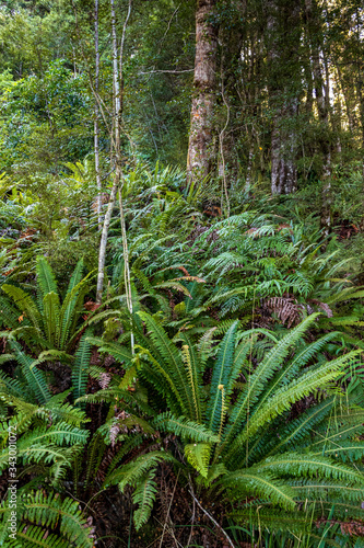 Ferns in forest near Kepler track in New Zealand