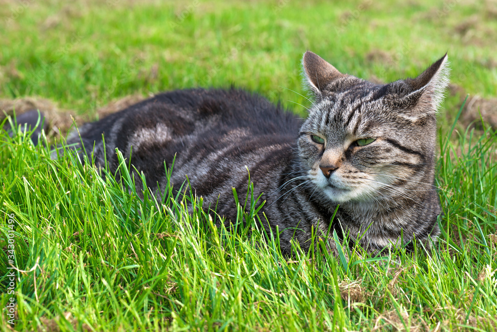Cat sitting lazy on grass