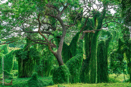 large trees twined with ivy and creepers, jungle, horizontal photo