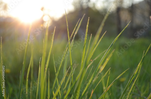 Fresh green grass with water droplet in sunshine(Shallow Dof)