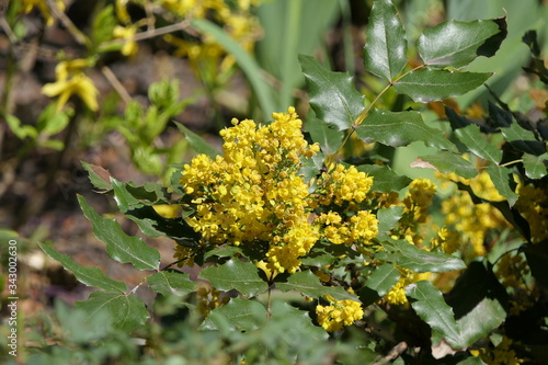  Bunches of natural yellow flowers, surrounded by openwork leaves on twigs.