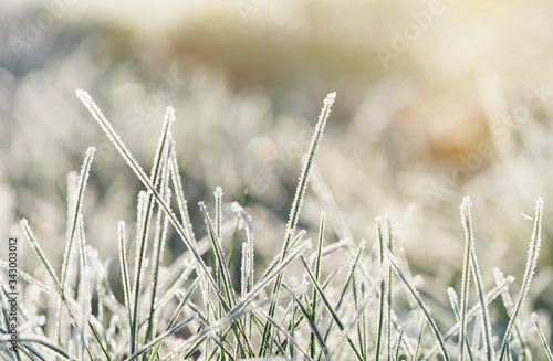 Frozen morning grass bright sunny natural background.  © Marek Walica