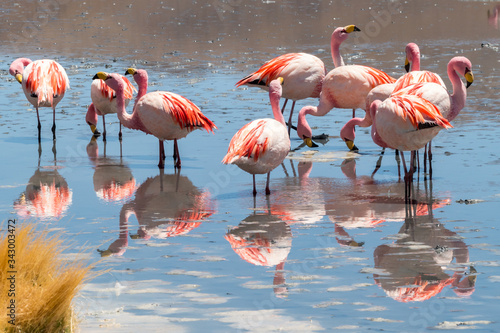 Pink flamingos at Hedionda Lagoon  in Bolivia
