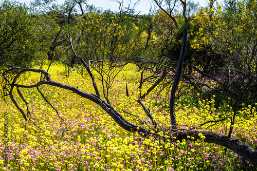 Yellow and Pink Everlasting Wildflowers with wattle in background in Western Australia at Coalseam Conservation Park.