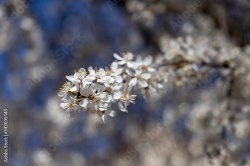 Prunus spinosa, called blackthorn or sloe, in full bloom on a sunny spring day.