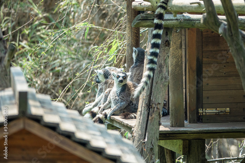 Zoo - lemurs
