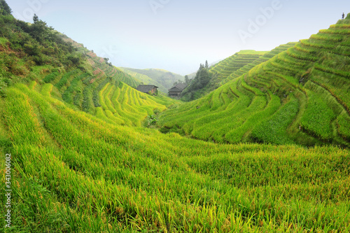 View of rice terraces in South China © wusuowei