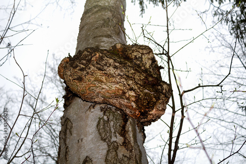 фотографія Tree trunk with excrescence