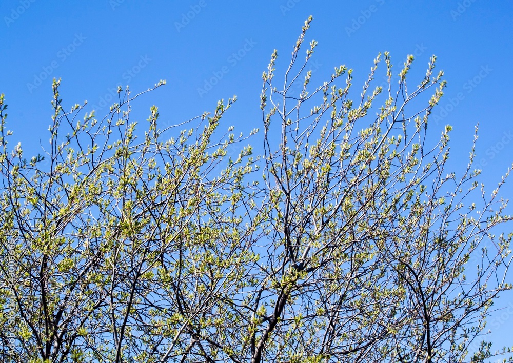 Buds on a tree against the sky. Buds on a tree against the sky.