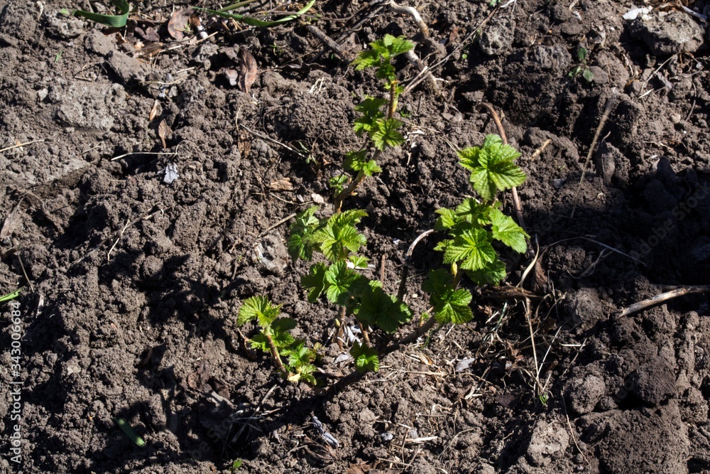 Bush of a small currant. Bush of a small currant.