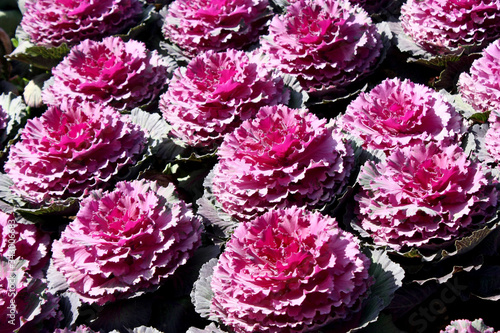 Field of purple and pink ornamental flowering kale plants with dark green leaves. Brassica oleracea var. acephala or Nagoya Rose insunny day