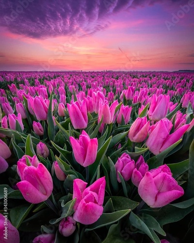 фотографія pink tulips in the morning
